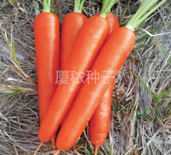 順利167-胡蘿卜種子-廈秾農業(yè)