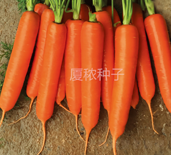 順紅七寸-胡蘿卜種子-廈秾農業