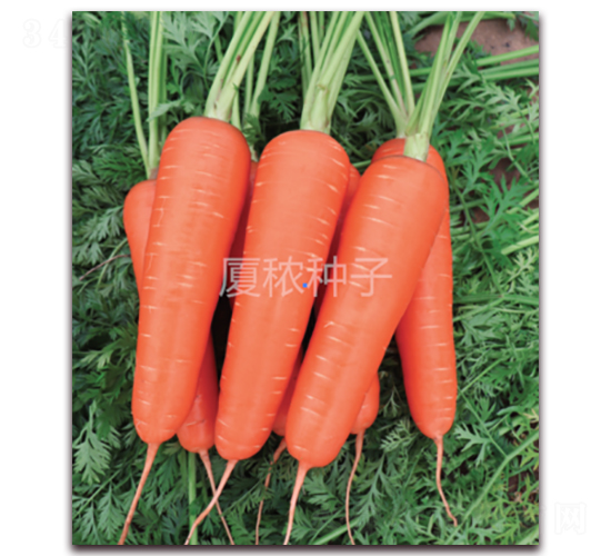 順和-胡蘿卜種子-廈秾農(nóng)業(yè)
