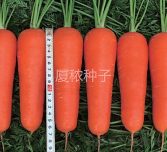 廈紅三號(hào)-胡蘿卜種子-廈秾農(nóng)業(yè)