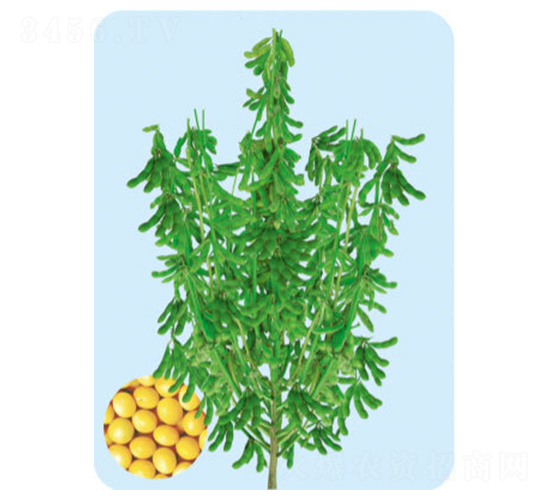 鐵豆53-大豆種子-大豐種業