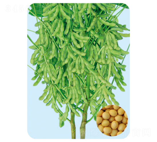 遼豆38-大豆種子-大豐種業