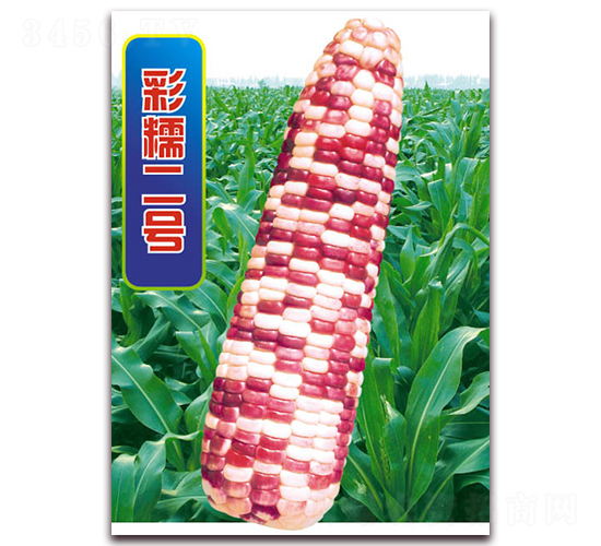 Ŵ̖-Ŵ׷N-ANI