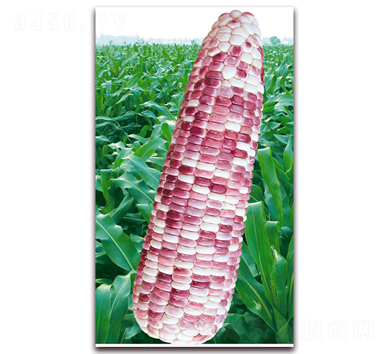 fŴ̖-Ŵ׷N-ANI