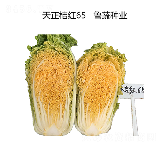 天正桔紅65-白菜種子-魯蔬種業