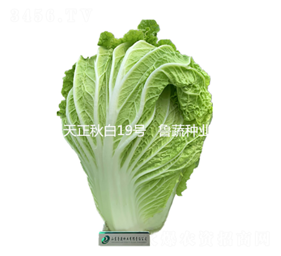 天正秋白19號-白菜種子-魯蔬種業