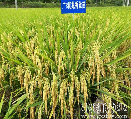 廣8優兆香絲苗-水稻種子-兆和種業