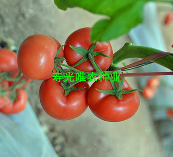 350F1-۹ѷN-ΨrNI