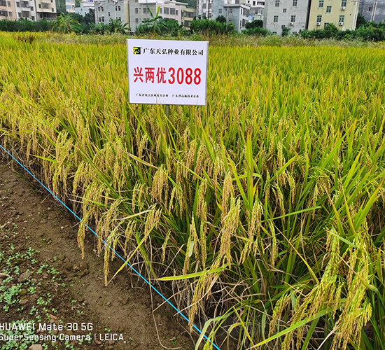 興兩優3088-水稻種子-天弘種業