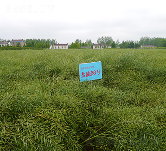 鹽油雜3號-油菜種子-中禾種業