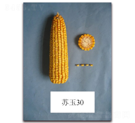 蘇玉30號-玉米種子-中禾種業