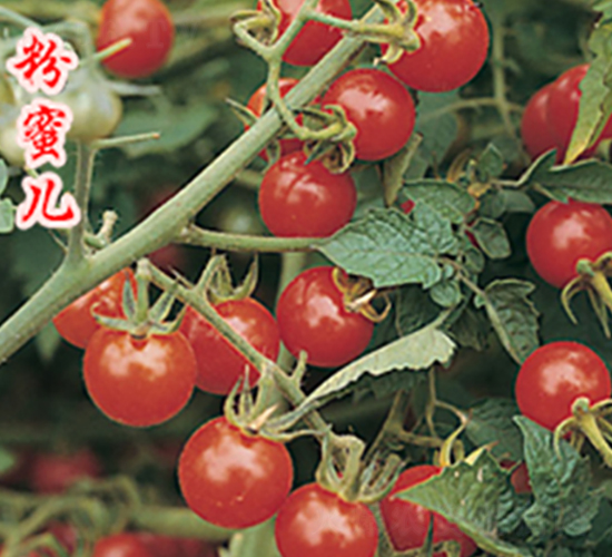 ۃ-ҷѷN-rrI