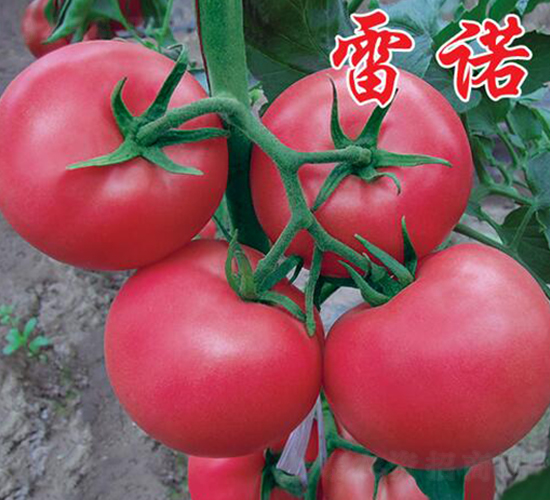 Z-ӷѷN-rrI