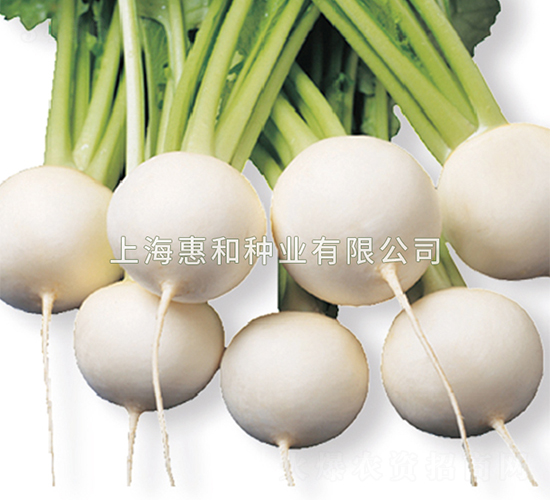 艷姬-蘿卜種子-惠和種業