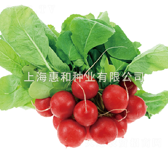 紅妃-蘿卜種子-惠和種業