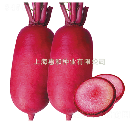 紅玉堂-蘿卜種子-惠和種業