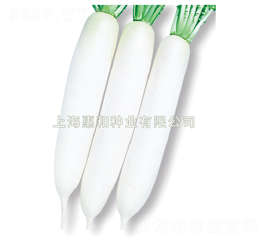春白-蘿卜種子-惠和種業