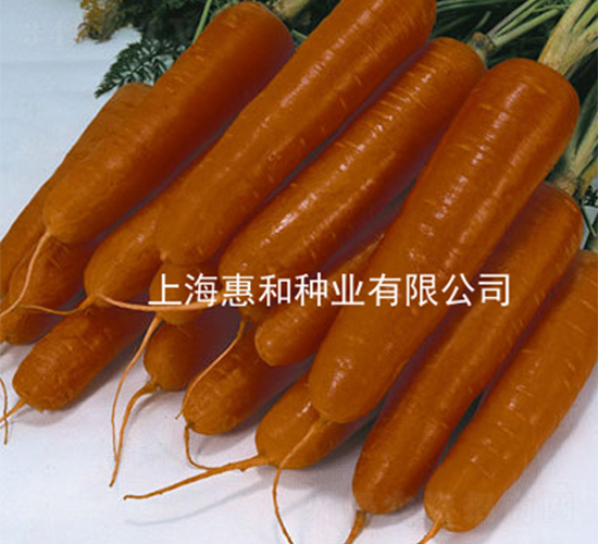 紅圣四號(hào)-胡蘿卜種子-惠和種業(yè)