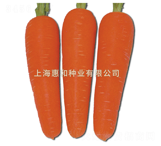 紅都238-胡蘿卜種子-惠和種業