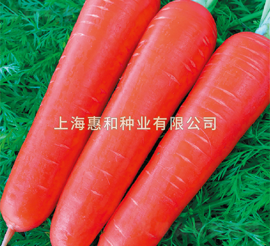 維斯-胡蘿卜種子-惠和種業(yè)