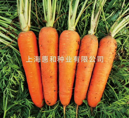 賽紅-胡蘿卜種子-惠和種業