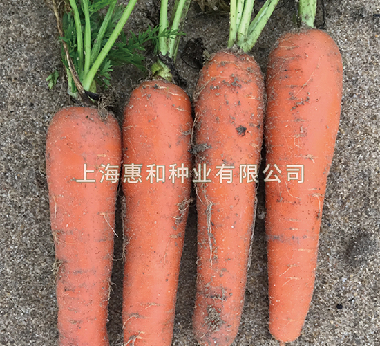 紅圣五號-胡蘿卜種子-惠和種業