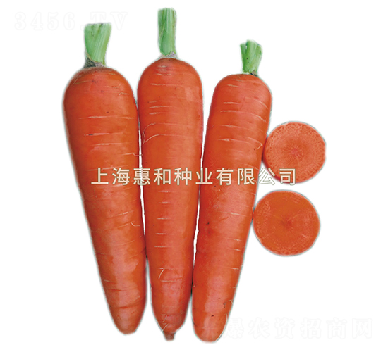 布魯斯-胡蘿卜種子-惠和種業
