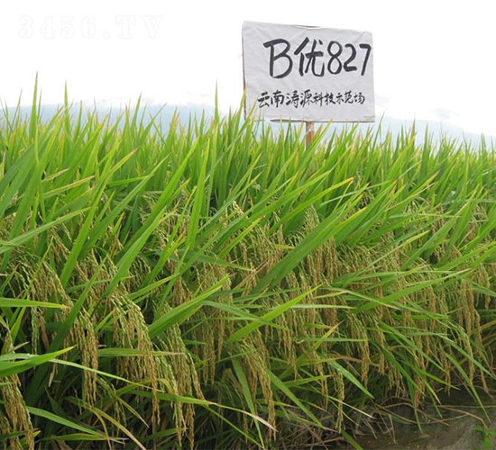 B優827-水稻種子-西科農業