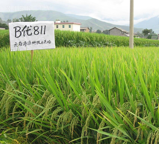 B優811-水稻種子-西科農業