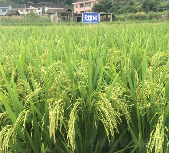 天龍優140-水稻種子-西科農業