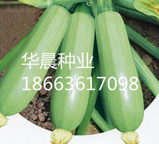 Gѩ-JN-ANI