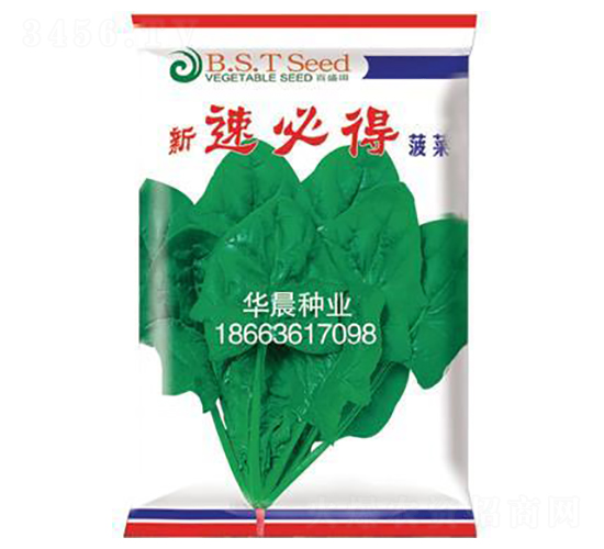 新速必得菠菜-菠菜種子-華晨種業