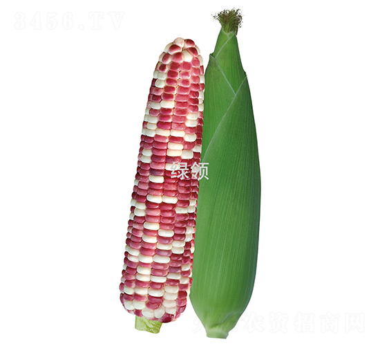 KŴ̖-Ŵ׷N-GINI