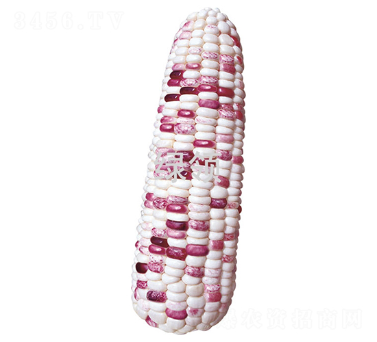 KŴ10̖-Ŵ׷N-GINI