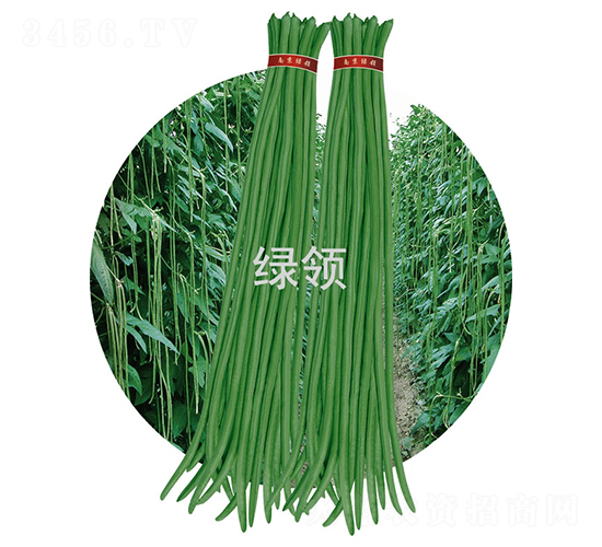 JK23-豆角種子-綠領種業