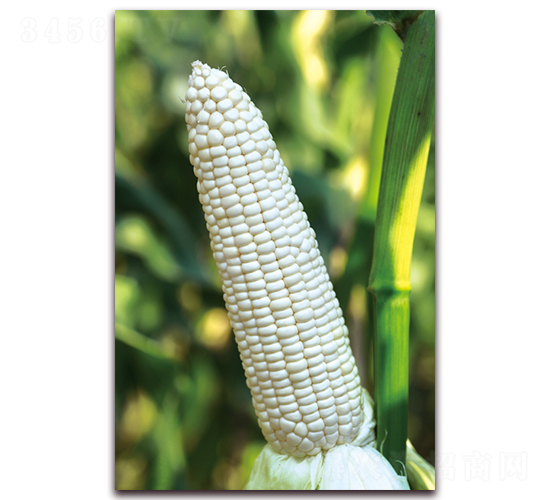 Ŵ685-Ŵ׷N-r