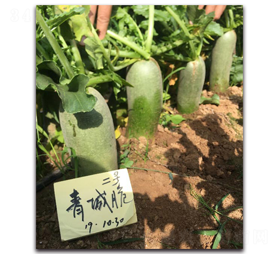 青城脆二號-蘿卜種子-多美農(nóng)