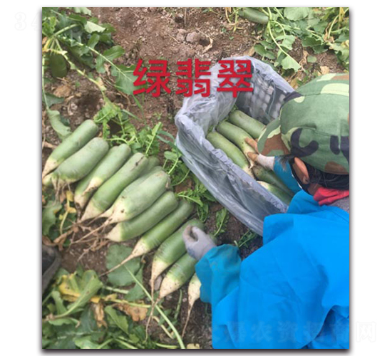 綠翡翠-蘿卜種子-多美農