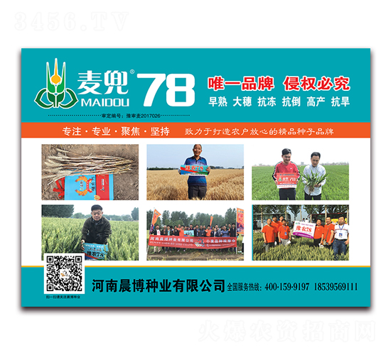 麥兜78-小麥種子-晨博種業