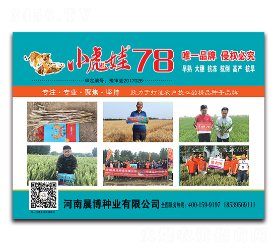 小虎娃78-小麥種子-晨博種業