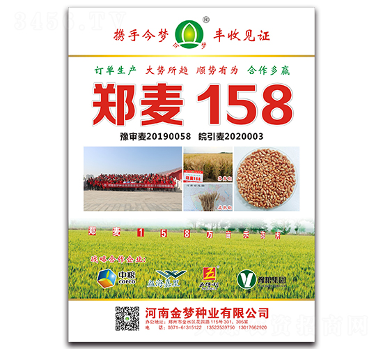 鄭麥158-小麥種子-金夢種業