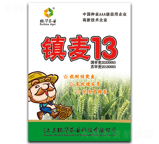鎮麥13-小麥種子-瑞華農業