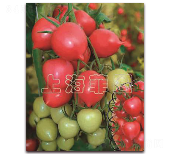 粉桃一號-特色番茄種子-菲圖種業