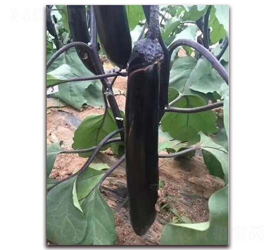 紫蕚長茄-茄子種子-華邁種業