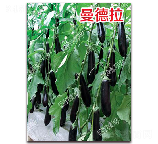 曼德拉-茄子種子-綠亨農業