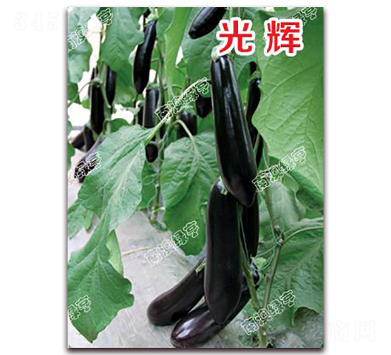 光輝-茄子種子-南澳綠亨