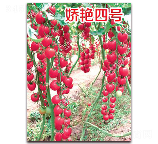 嬌艷四號-櫻桃番茄種子-南澳綠亨