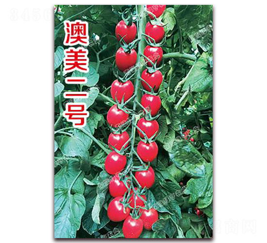 澳美二號(hào)-櫻桃番茄種子-南澳綠亨