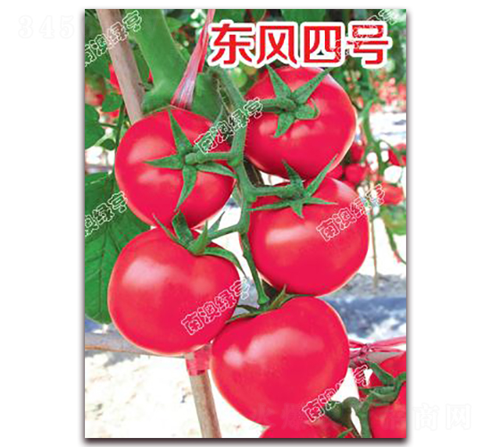 東風(fēng)四號-粉果番茄種子-南澳綠亨