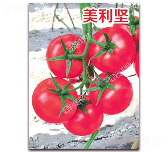 美利堅-粉果番茄種子-南澳綠亨